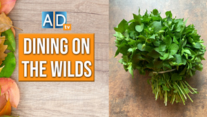 Chickweed: A Bother or a Benefit?