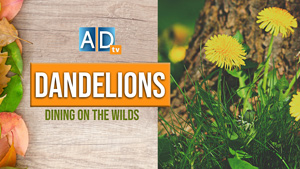 10 Ways to Add Dandelion to Your Diet
