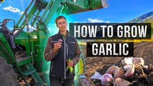 Garlic Gardening Guide: How to Grow Big, Flavorful Bulbs!