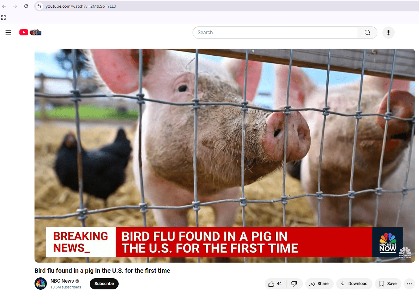 Bird flu found in a pig in the U.S. for the first time