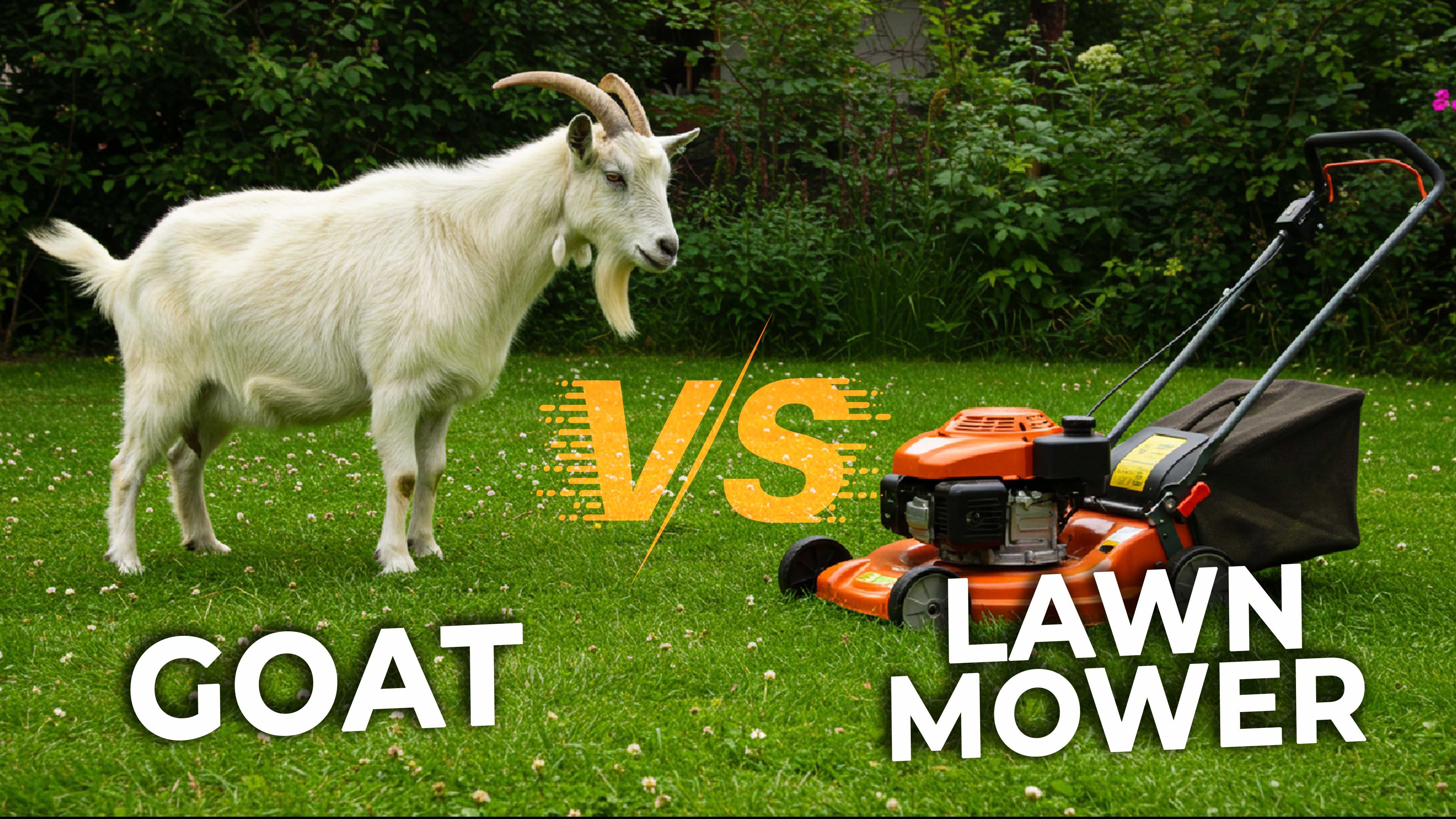 No Mower? No Problem—Just Add Goats!