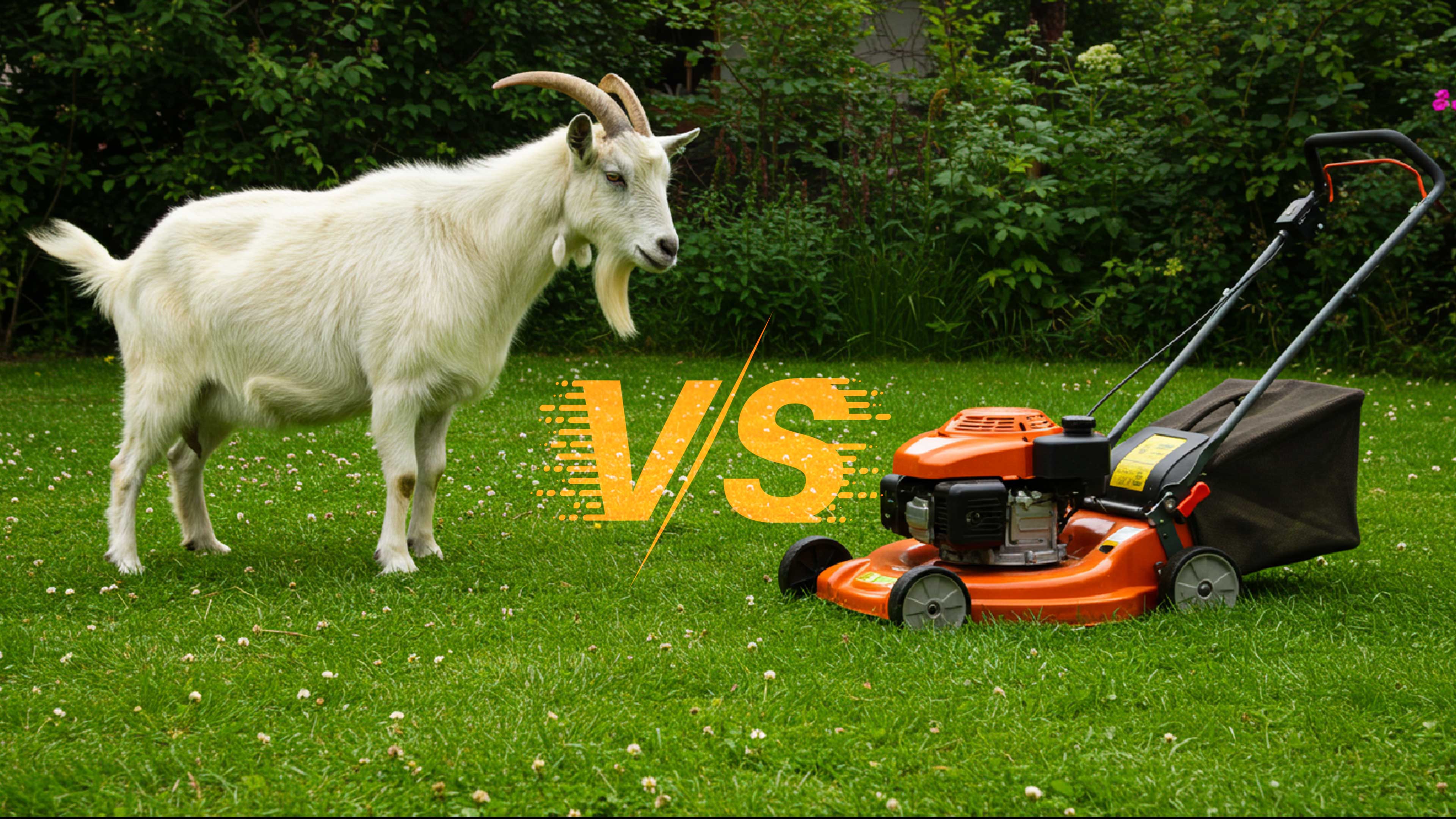 No Mower? No Problem—Just Add Goats!