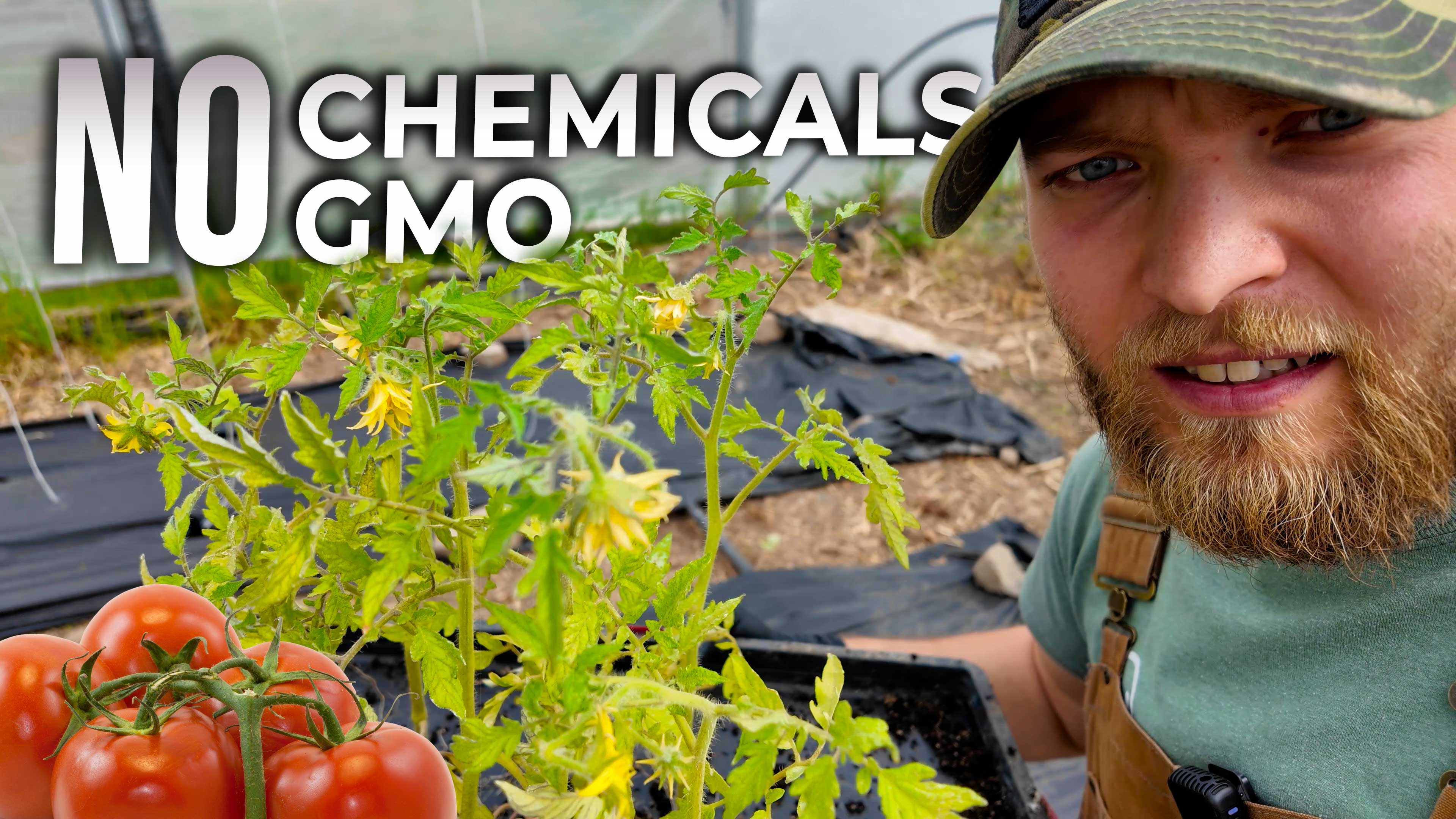 The Healthiest Tomatoes on Earth? We Grew Them From Scratch